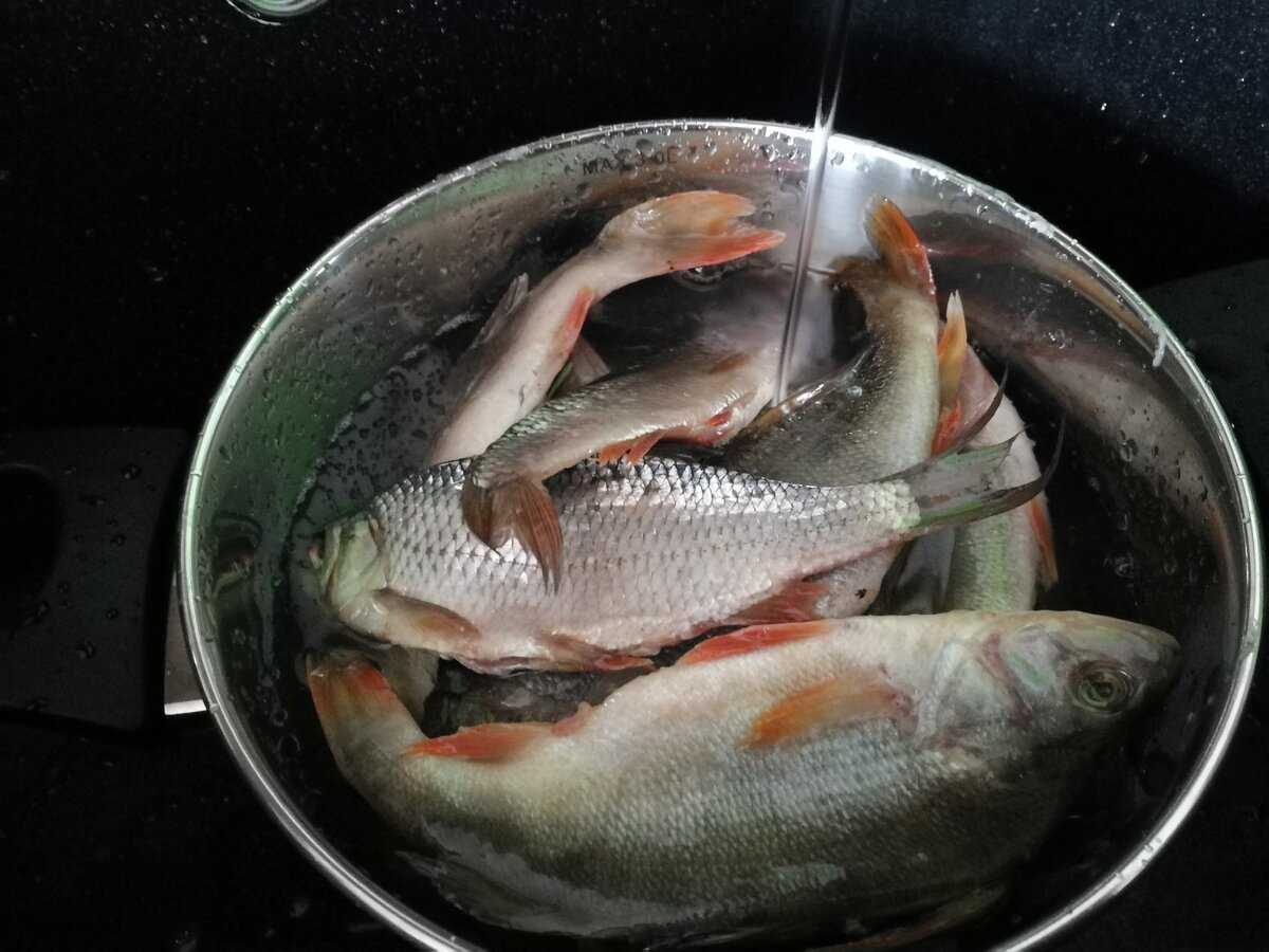 Общие правила соления рыбы. соление, вяление, сушка и копчение рыбы