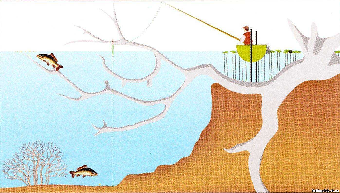 Клев карпа от погоды: каково влияние погодных условий на рыбу