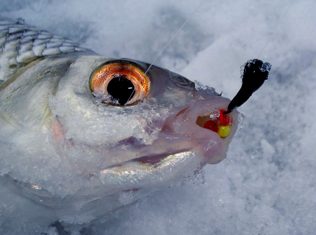 Видео ловли рыбы зимой. Рыбалка на безмотылку в глухозимье. Зимняя рыбалка на окуня на мормышку в глухозимье. Безмотылка на плотву. Уловистая мормышка на плотву в глухозимье.