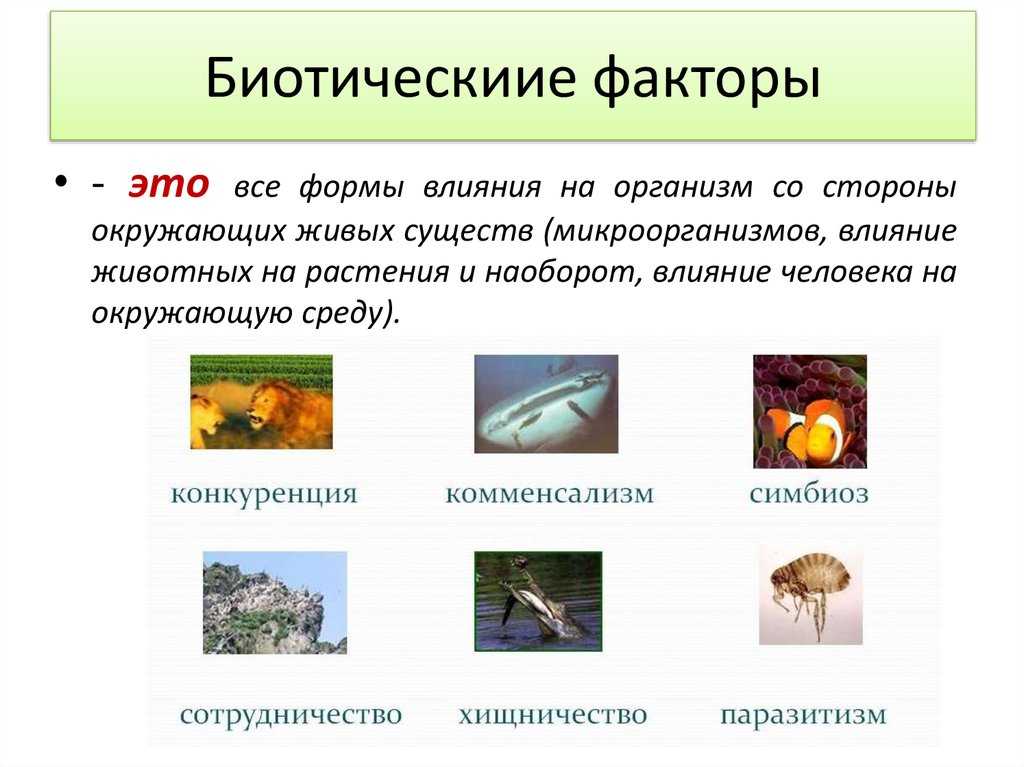 Тест организм и окружающая среда. Экологические факторы среды 5 класс биология. Биология экологические факторы и их влияние на живые организмы. Экологические факторы воздействуют на живые организмы. Воздействие экологических факторов на животных.