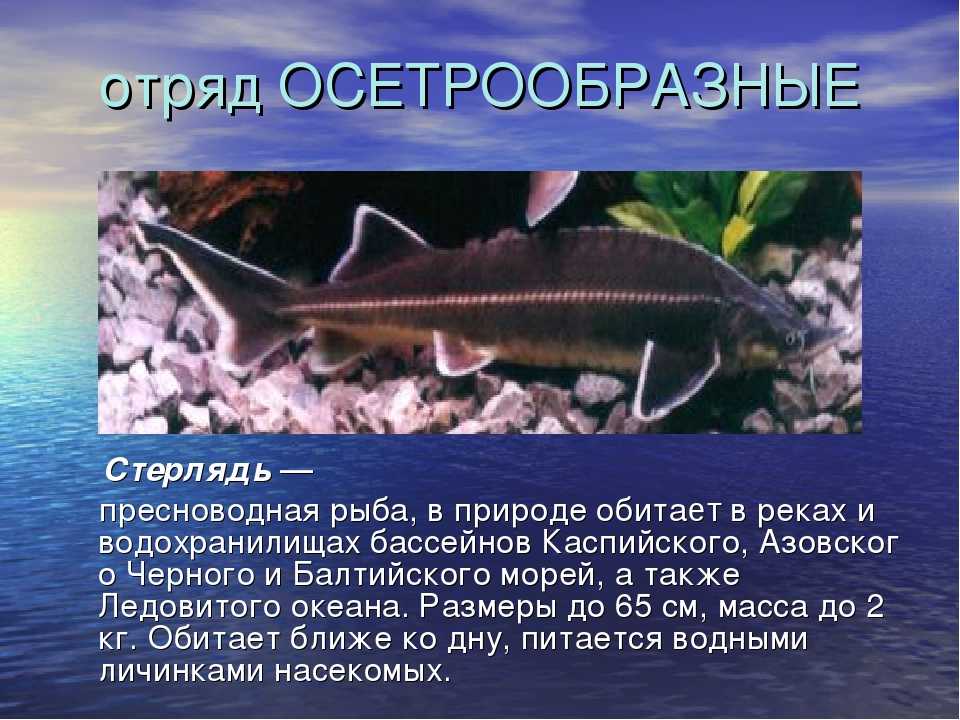 Рыба стерлядь фото и описание