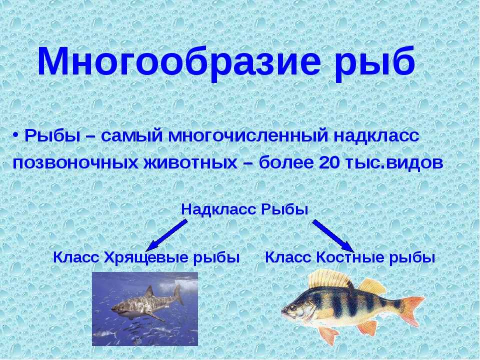 Проверочная работа по теме класс рыбы. Позвоночные классы рыб. Класс рыбы многообразие. Разнообразие класса рыб. Надкласс рыбы.