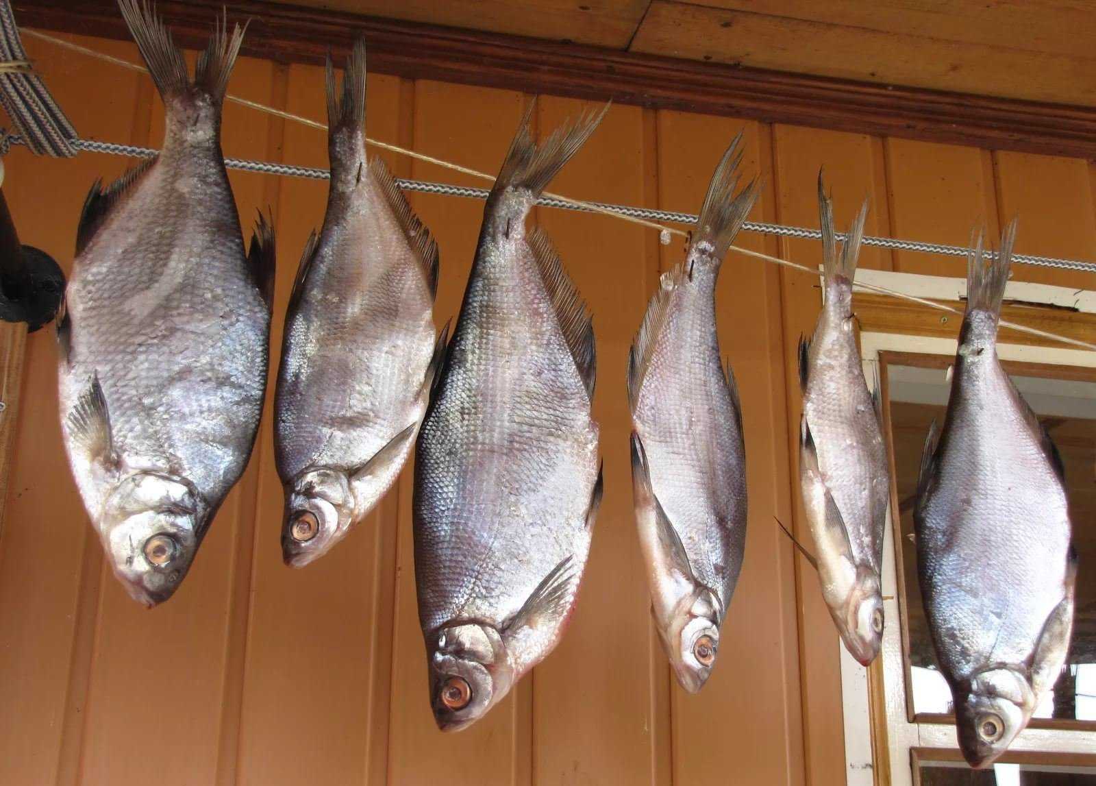 Вяление и сушка рыбы: 6 рецептов заготовок на зиму » сусеки