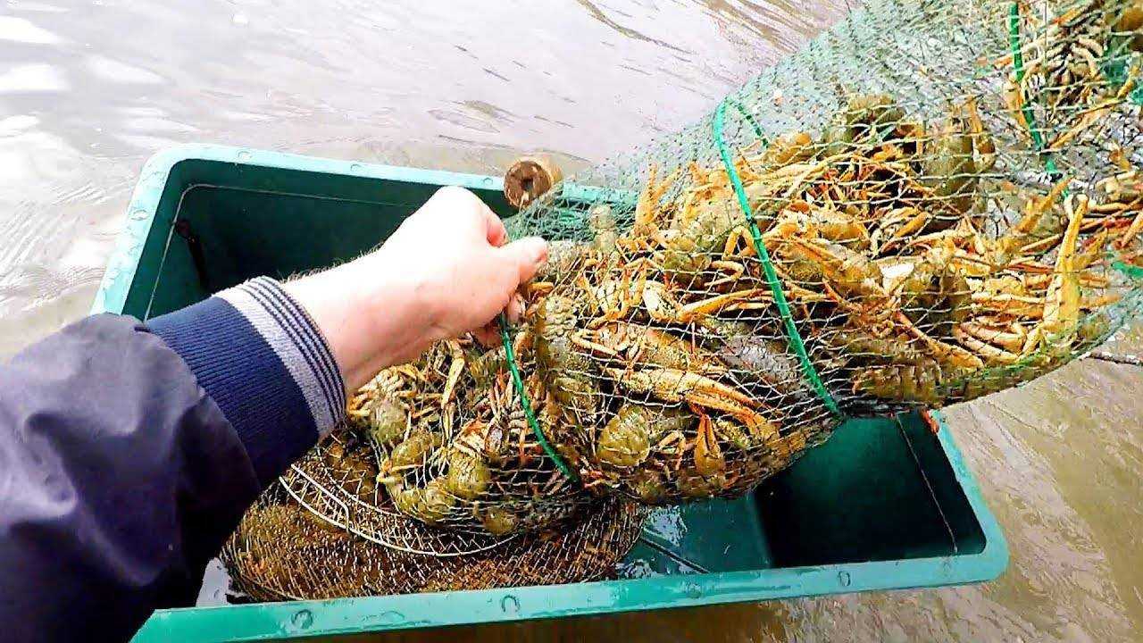 Раколовка рак. Приманка для раколовки. Ловля раколовками. Наживка в раколовки. Раколовка прикормка.