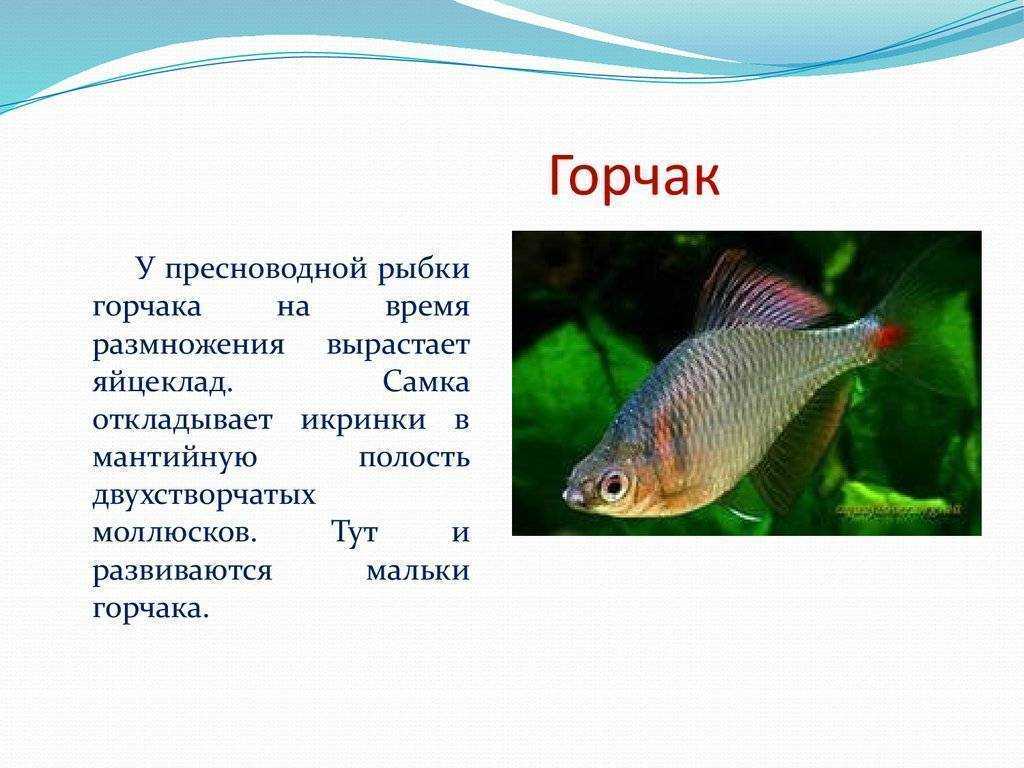 Обыкновенный пресноводный горчак: описание и среда обитания, на что клюёт рыба, способы ловли
