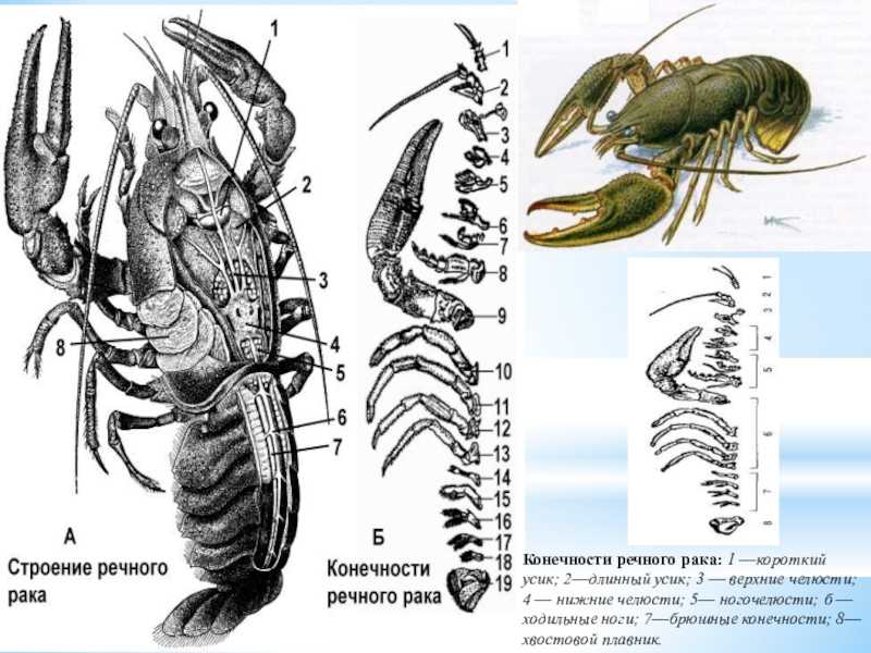 Конечности речного рака рисунок