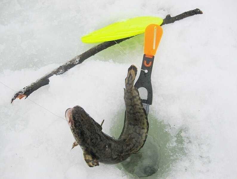 Зимняя ловля налима начинается с приходом морозов, когда реки скрепит первым льдом Рыбаков, которые хотят выудить именно эту рыбу, великое множество, но