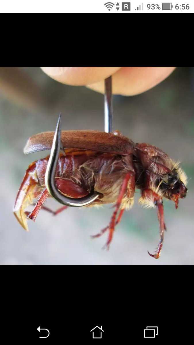 Оснастка на голавля на майского жука фото