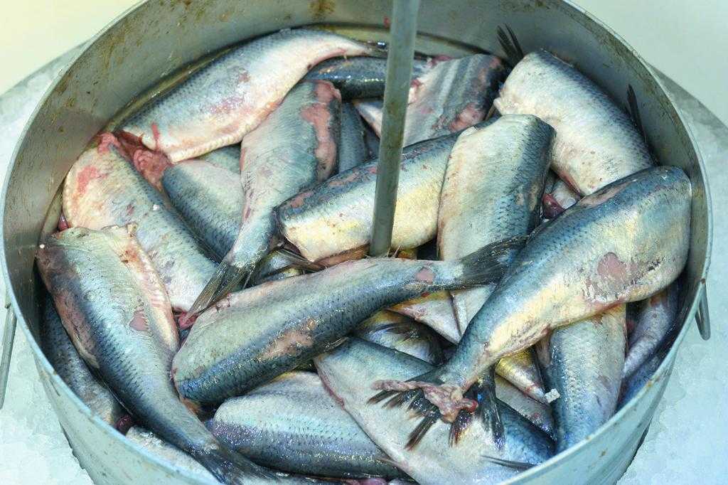 Сколько нужно вымачивать рыбу после засолки: советы бывалым