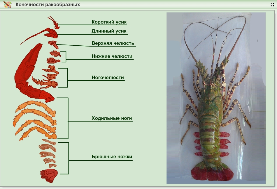 Какая часть тела речного рака обозначена на рисунке вопросительным знаком