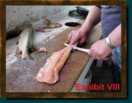 ✅ как оторвать кожу у свежей рыбы. удаление кожи с рыбы чулком. процесс фарширования рыбы - elpaso-antibar.ru