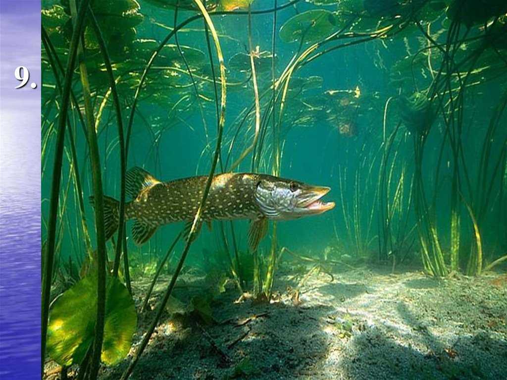 В водоемах живут рыбы. Речные обитатели. Обитатели рек и водоемов. Рыба в реке. Рыбы в пресной воде.