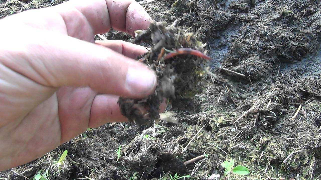 земляной червь наживка. накопать червей без лопаты. красный калифорнийский червь. копаем дождевых червей. накопать червей для рыбалки.