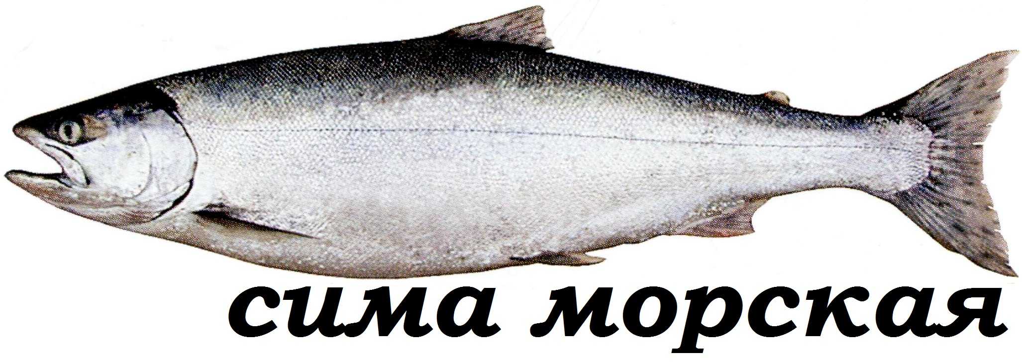 Сима рыба Сахалин