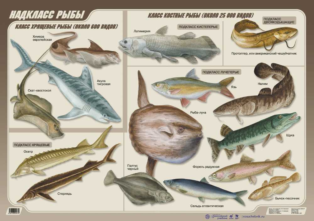 Представители группы рыбы 3. Классификация костных рыб. Классификация костных рыб схема. Классификация костных рыб таблица. Надкласс рыбы класс костные.