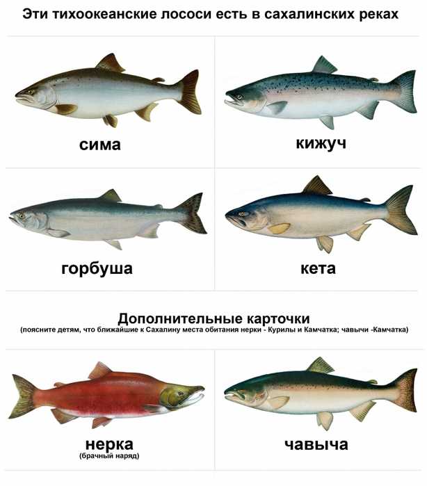 Сиг: польза и вред, фото и описание рыбы, калорийность, как приготовить | zaslonovgrad.ru