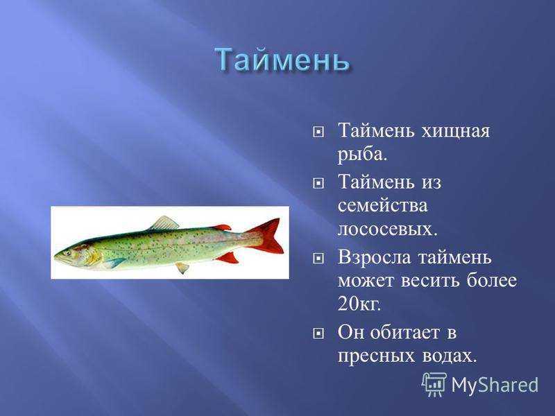 Рыба таймень: виды, описание и особенности обитания