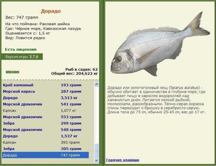 Простипома: рыба необычная — описание, особенности, приготовление