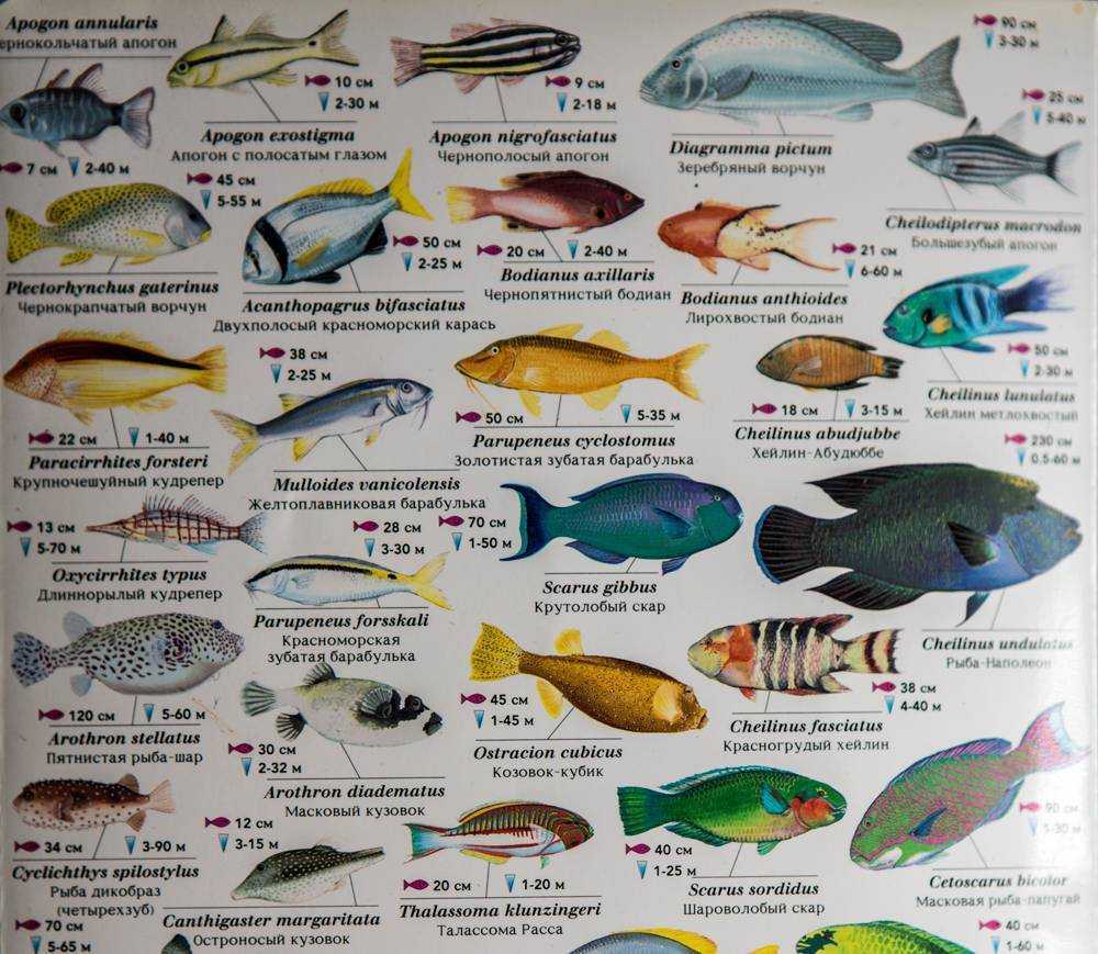 Белая рыба виды названия, промысел на белую рыбу, вкусовые качества и полезные свойства