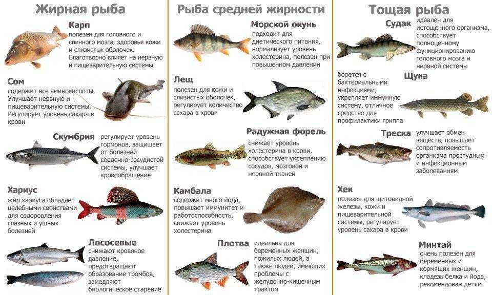 Рыба простипома: где водится, жизненный цикл, рецепты, полезные свойства