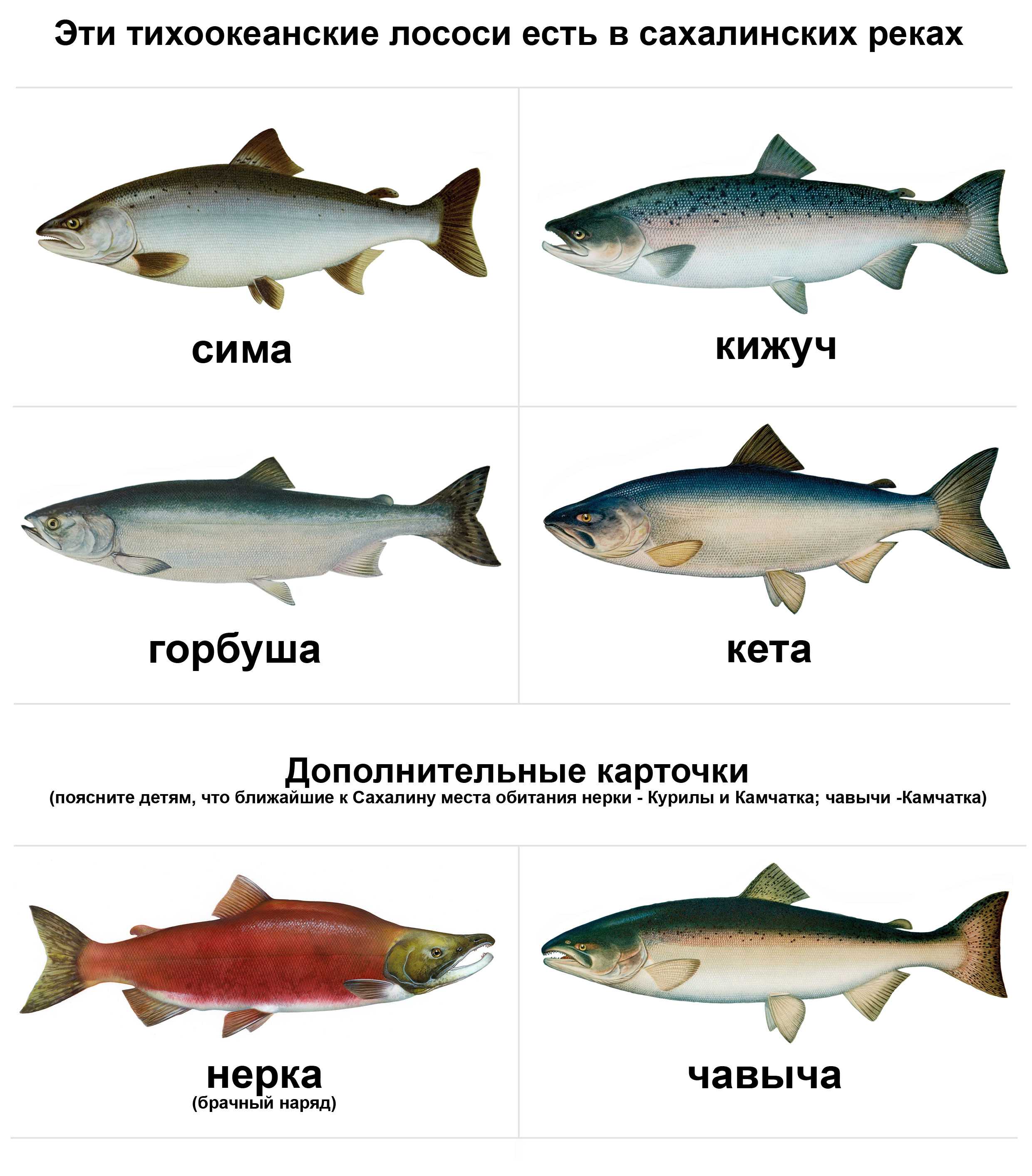 Рыба семейства лососевых с белым мясом название