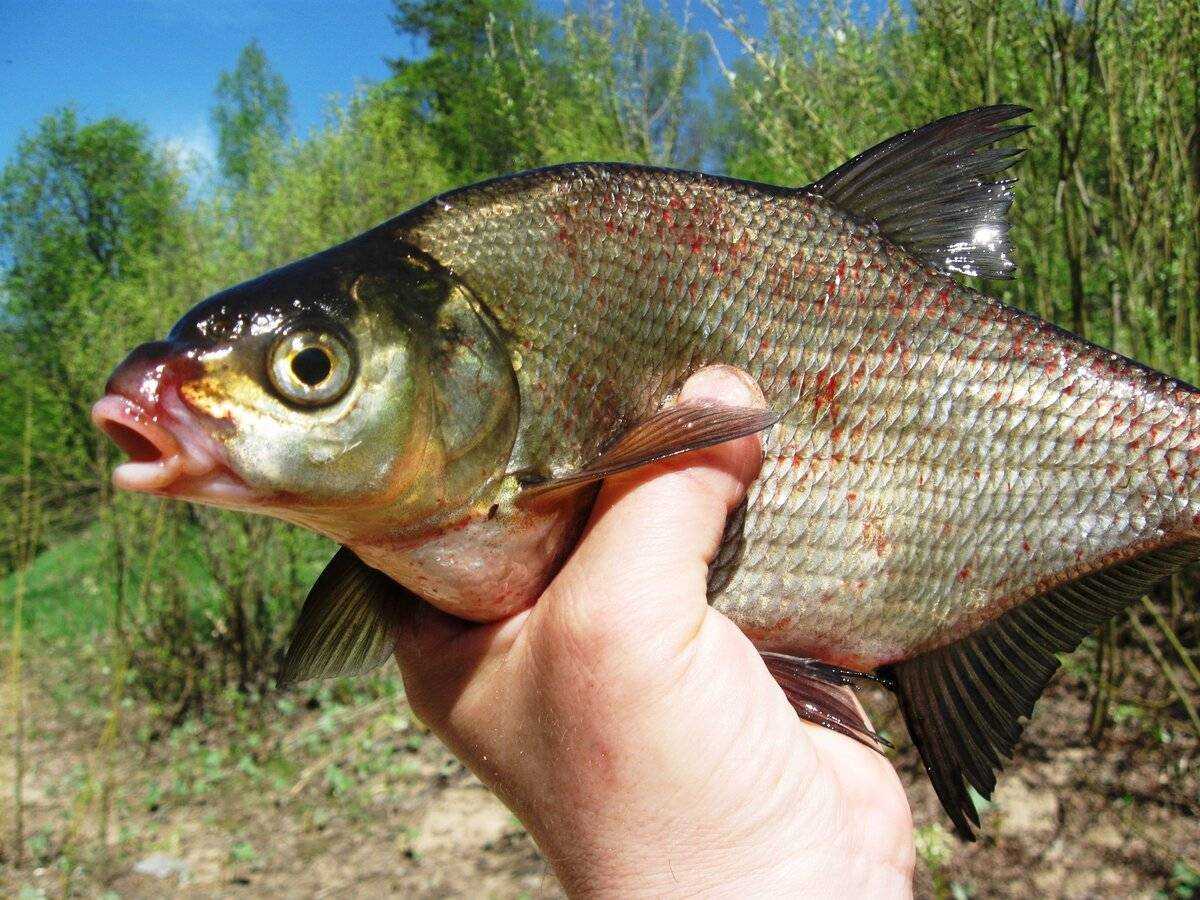 Лещи фото рыба