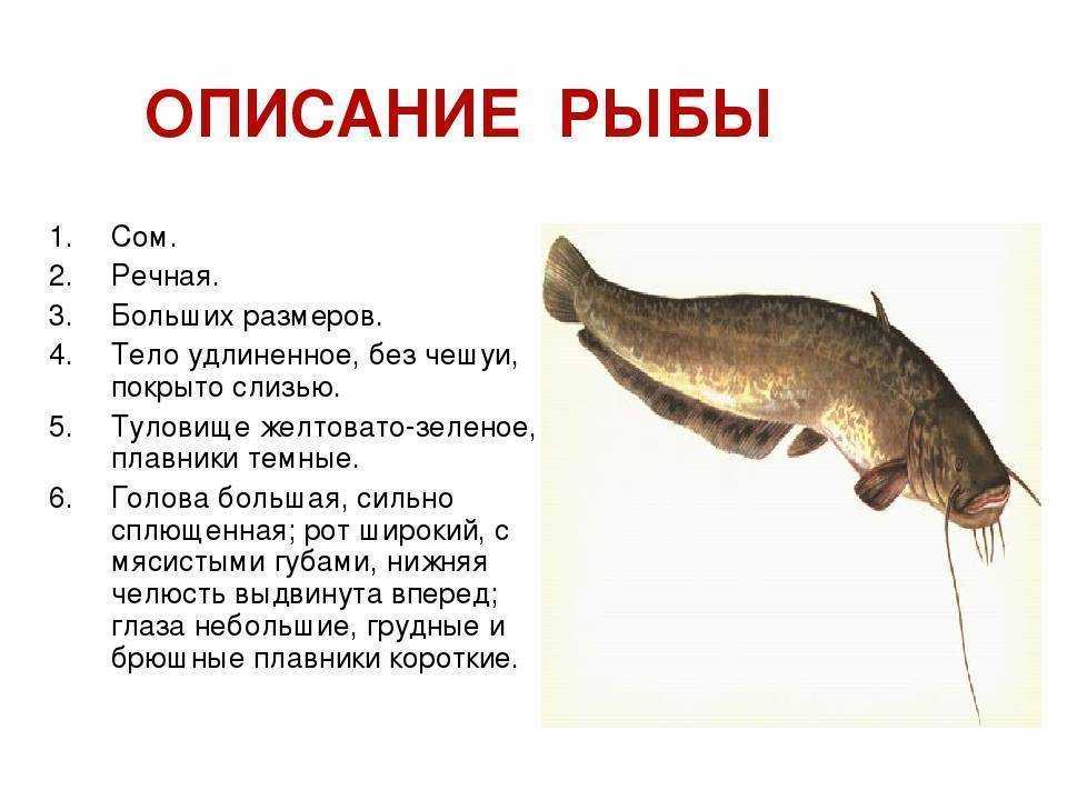 Рыба налим: описание, образ жизни, ареал, места обитания, рацион
