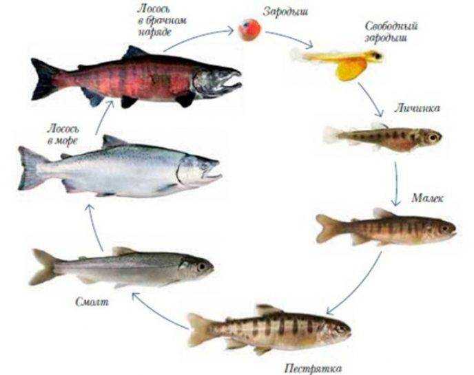 Кистеперые рыбы (отряд кистеперые): особенности строения, происхождение и эволюция рыб