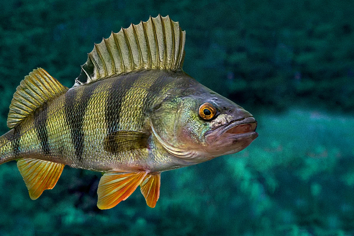 Фото рыбы пресноводной