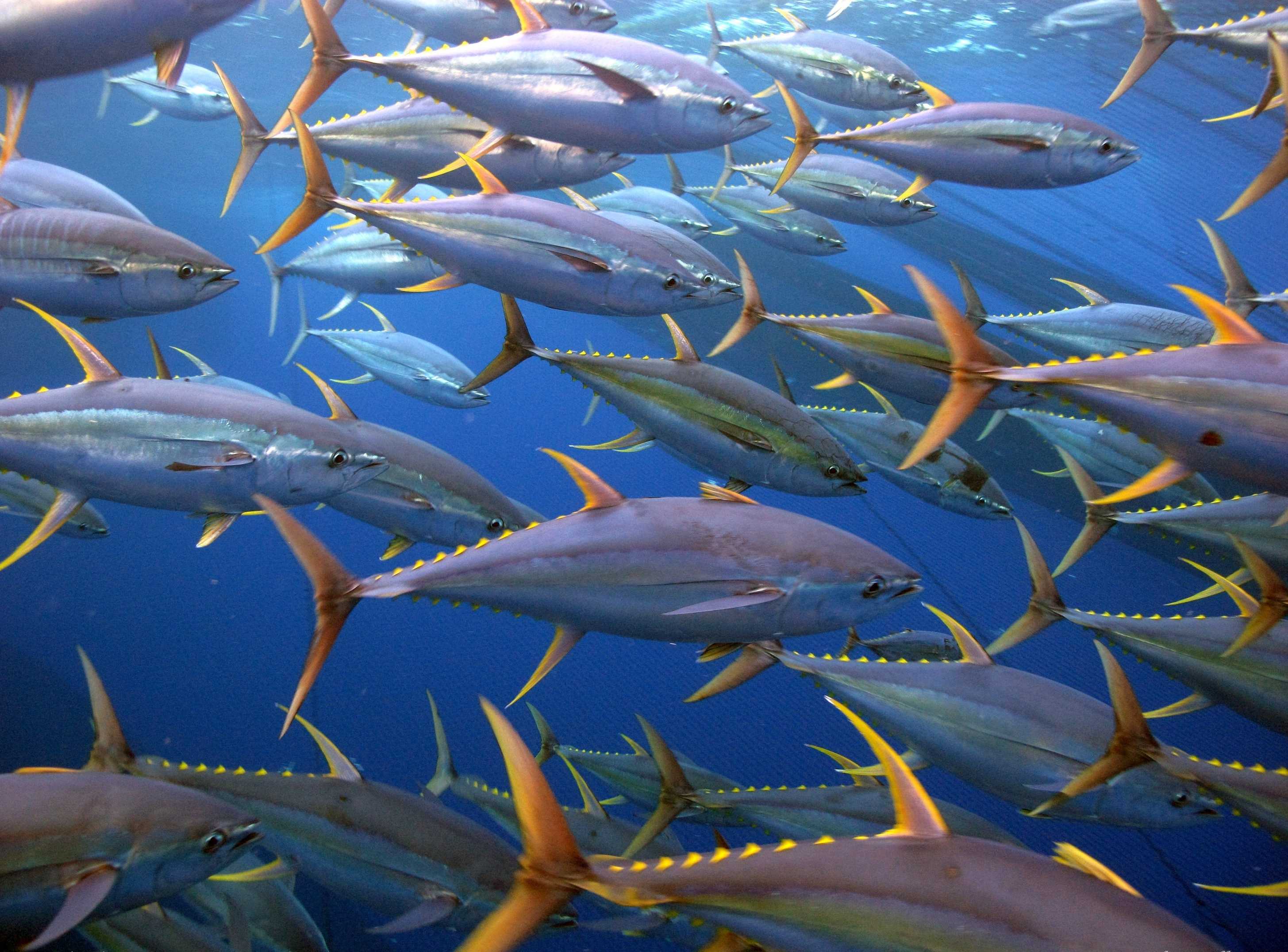 Рыба ти. Желтопёрый тунец. Тунец Bluefin. Thunnus Albacares. Индийский океан сардинелла.
