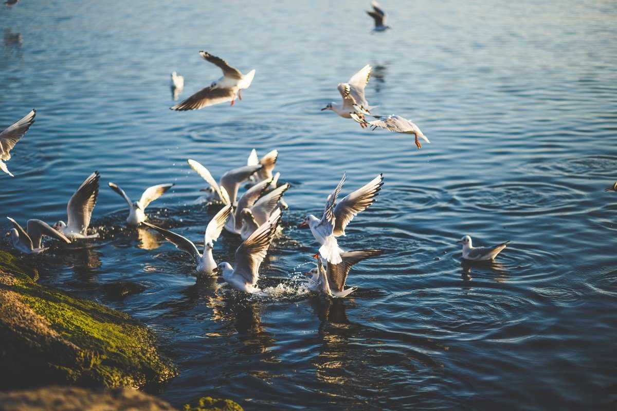 Водоплавающие птицы озера Селигер