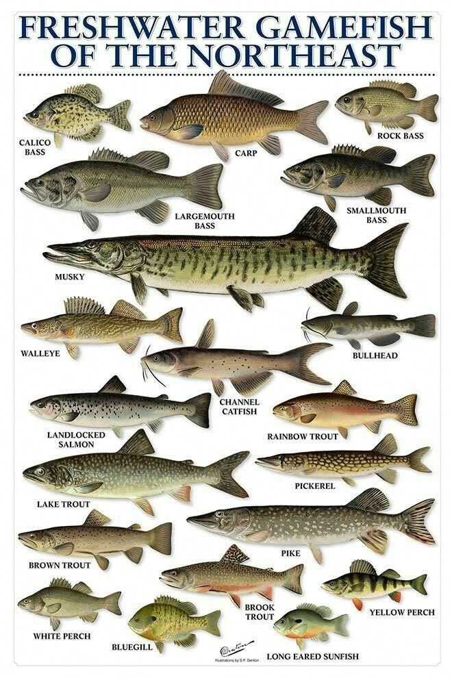 Описание усача, приманки и снасти для его ловли - читайте на сatcher.fish