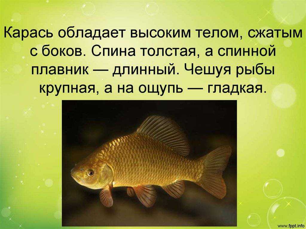 Рыбы описание для детей. Карась кратко. Карась описание рыбы. Краткая информация о карасе. Доклад про карася.