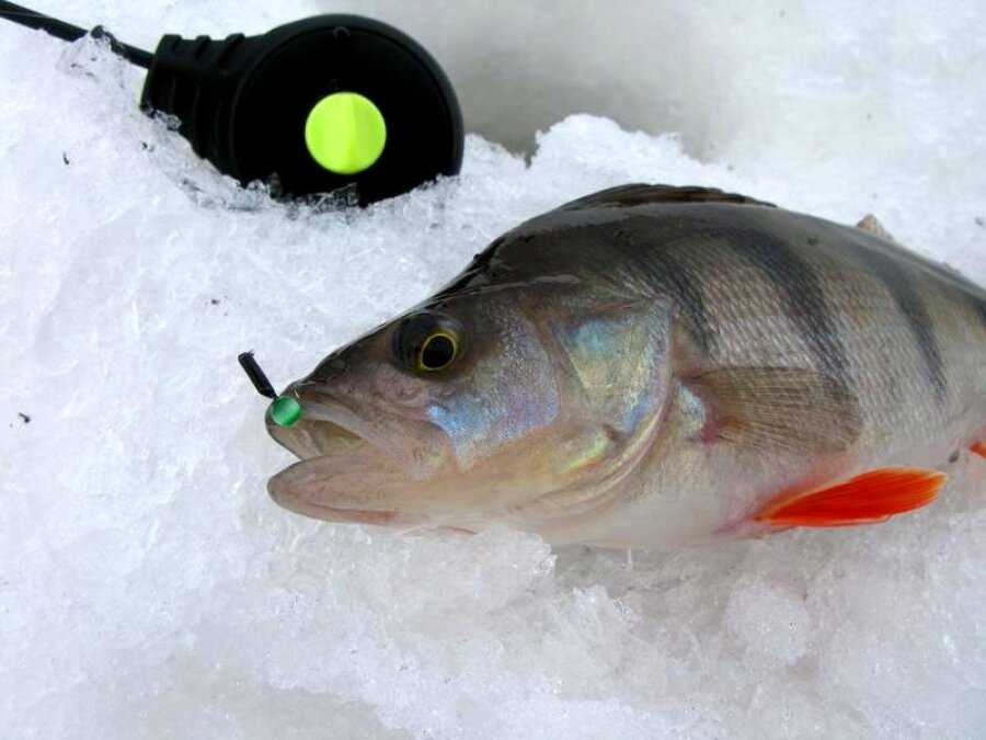 С приходом зимы, многие рыболовы вооружаются снастями для зимней рыбалки и отправляются на водоемы, покрытые льдом Кто-то из них хочет просто отдохнуть на природе и полезно провести время, кто-то не теряет надежды на поимку трофейной рыбы, а кто-то просто