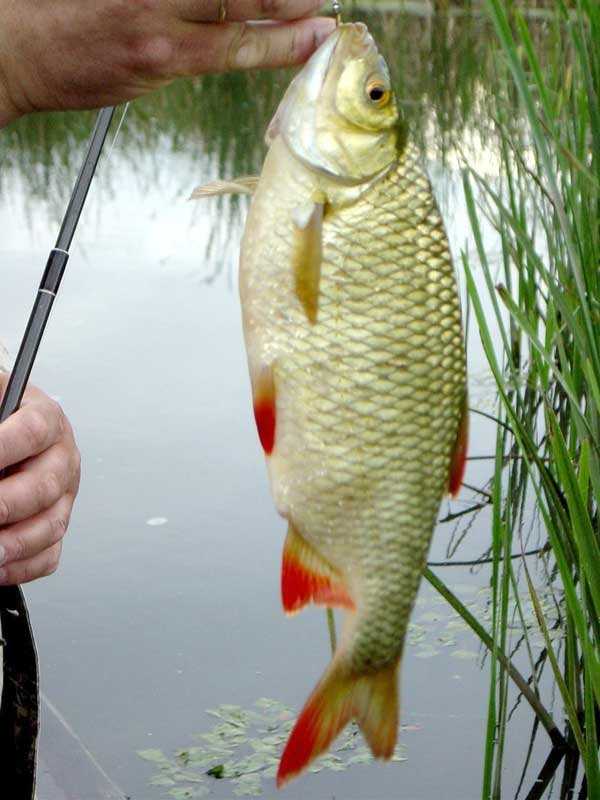 Ловить большую рыбу на удочку. Краснопёрка рыба. Рыбка красноперка. Краснопёрка рыба большая. Золотая красноперка.