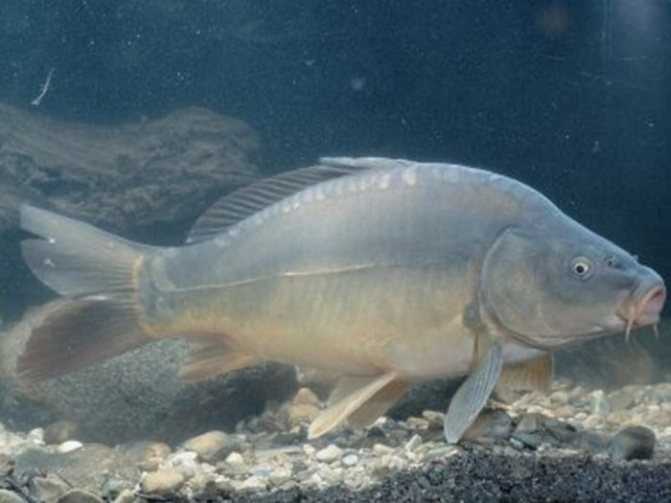 Карп: фото рыбы, где водится, чем питается и сколько растет, виды (зеркальный и речной)