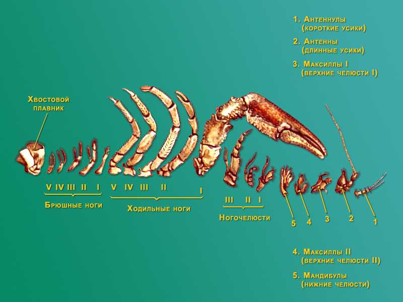 Сколько пар ног. Членистоногие ходильные конечности. Ходильные конечности ракообразных. Строение конечностей членистоногих. Строение конечностей ракообразных.