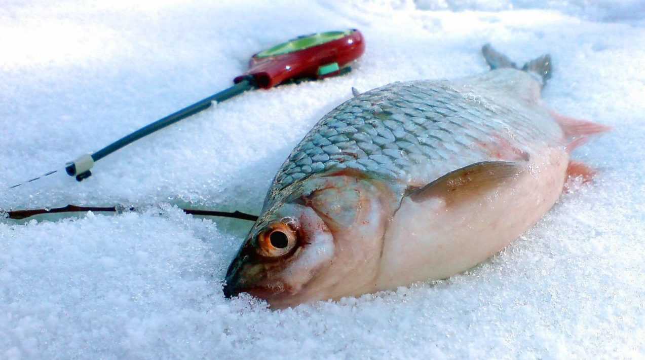 Ловля синца зимой одна из интересных рыбалок наряду с ловлей плотвы Размер синца в 300-500 грамм на тонкой леске доставляет огромное удовольствие рыболову