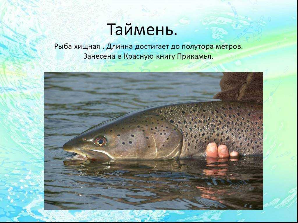 Таймень: рыба, фото, внешний вид, места обитания, рацион, размеры