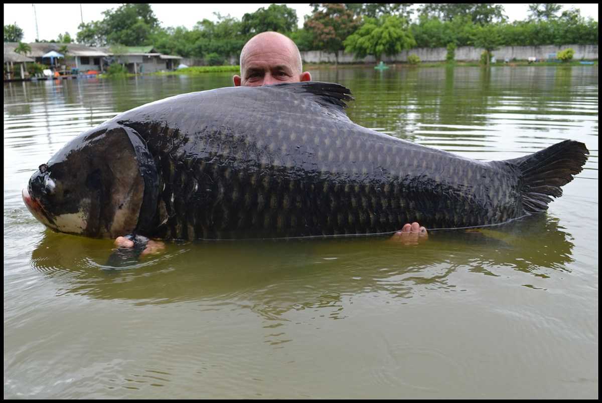 Большая большая рыба большая рыба огромная. Меконгский Карп. Самый большой сиамский Карп в мире. Тайланд Карп сиамский. Сиамский Карп 105 кг.