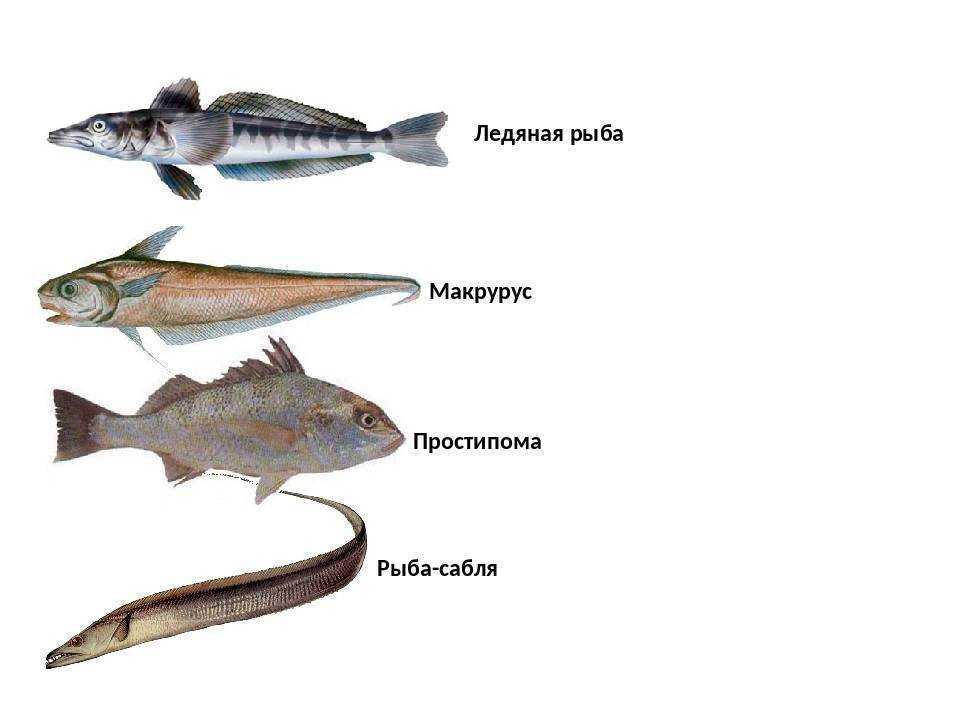Простипома: характеристика рыбы и ее отличие от пентацегер, рецепт приготовления