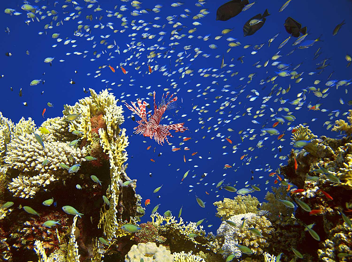 El coral. Дахаб коралловые рифы. Кораллы в Египте Шарм-Эль-Шейх. Коралловый риф Египет. Шарм-Эль-Шейх кораллы рифы.