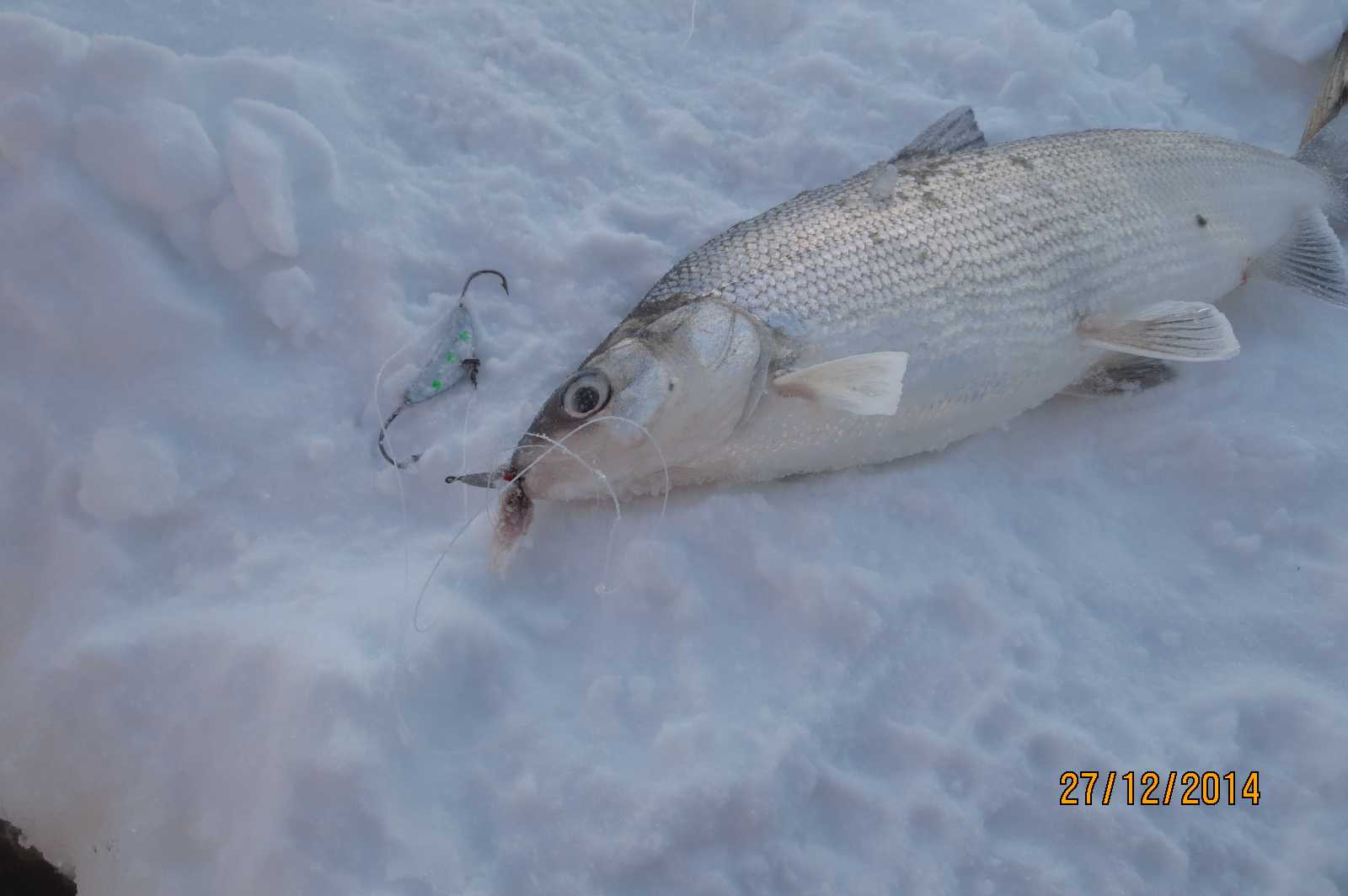 Зимняя рыбалка на сига. Ловля сига зимой. Сиговки для зимней рыбалки. Снасть для зимней ловли сига. Удочка на сига зимой.