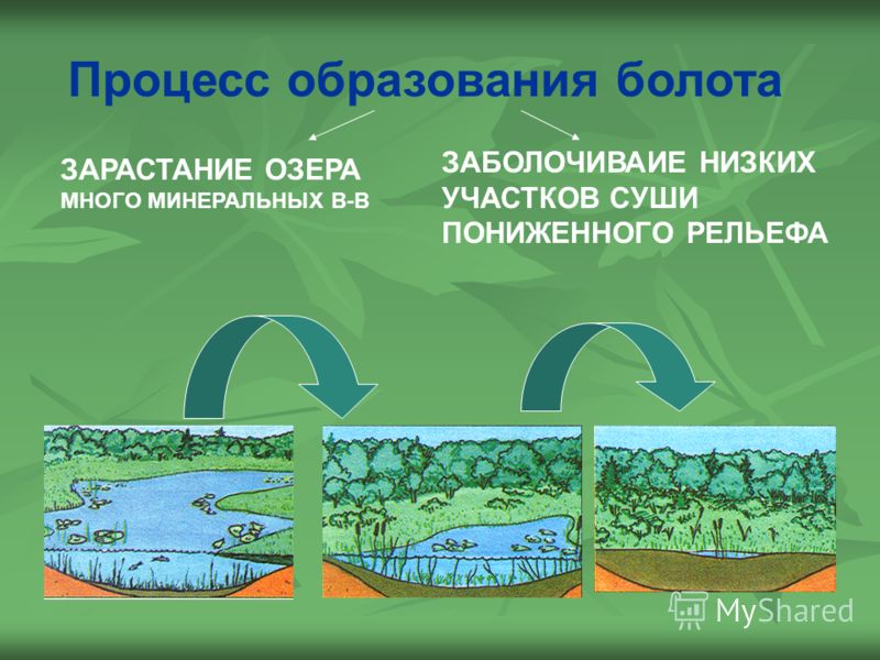 Виды и типы болот в россии и мире