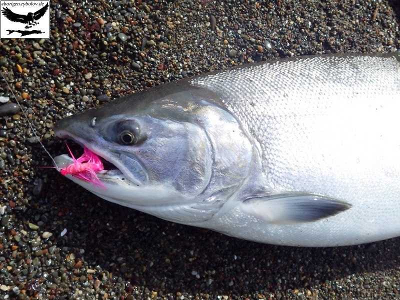Вишневый лосось или сима: подробное описание рыбы, распространенность, способы ловли