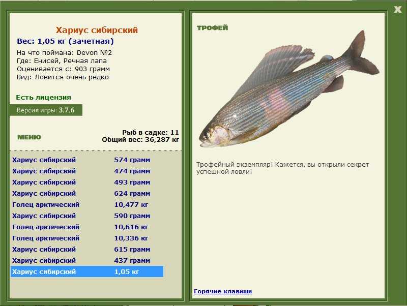 Клев хариуса в красноярске. Хариус Сибирский вес и рост. Хариус рыба размер. Хариус калорийность на 100. Хариус Размеры.
