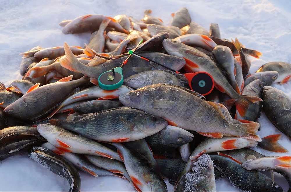 Рыбы февраль мужчины