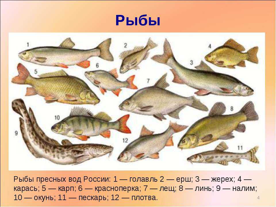 Как выглядит рыба сом? сом: описание внешнего вида, особенности жизни и как вкусно приготовить мясо.