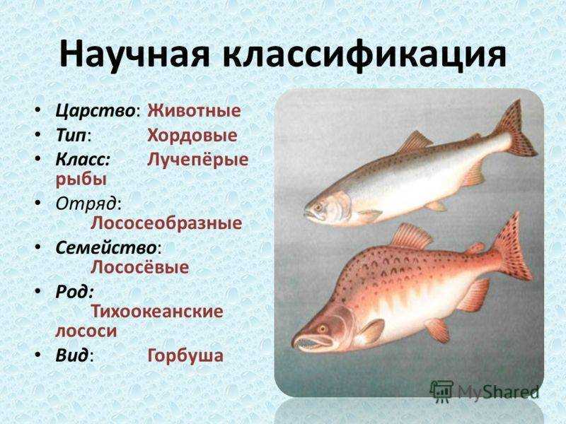 Форель: описание, места обитания, питание, нерест…