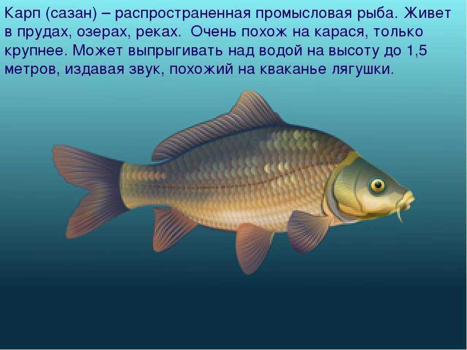 Рыба из карпов 5 букв. Сазан и Карп. Карп карась сазан. Рыба карась сазан Карп. Сазан (Cyprinus Carpio).